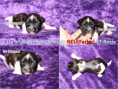 /album/farbpracht-yorkshire-terrier-bereit-fur-die-reservierung/da-5-biwrendel-mosaic-rude-jpg/